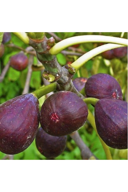 Інжир Київський великоплідний на дереві